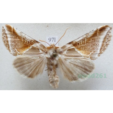 Habrosyne pyritoides (Hufnagel, 1766) Pluszówka agatka Czech97l